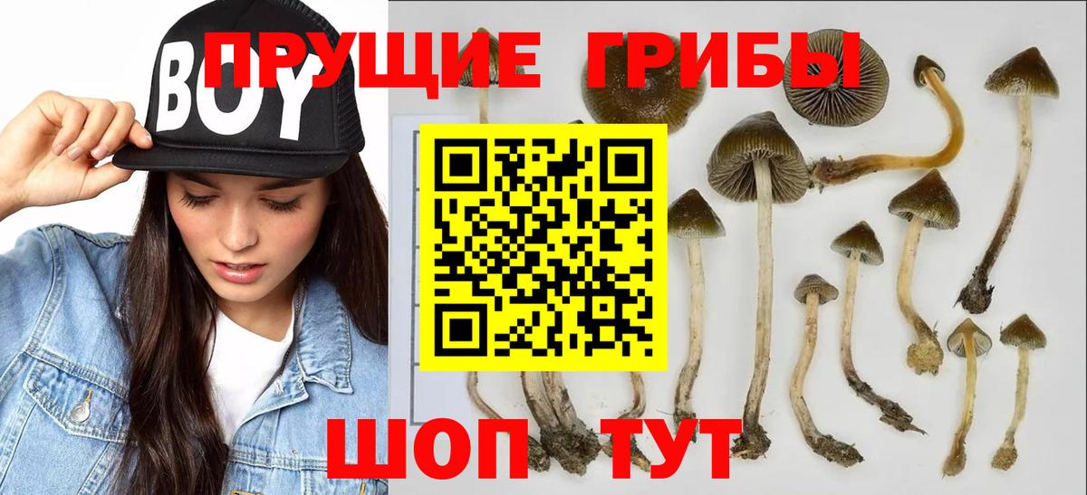 где купить наркотик  Галлюциногенные грибы Cubensis  Вход с VPN  Киселёвск 